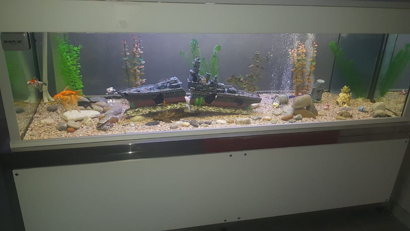 Acuario de gran tamaño hecho a medida